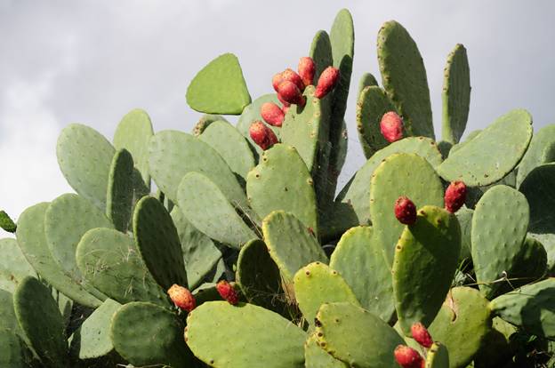 Raw Nopal Powder 